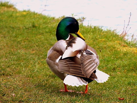 The Comfort of Feathers  Anas platyrhynchos,Mallard