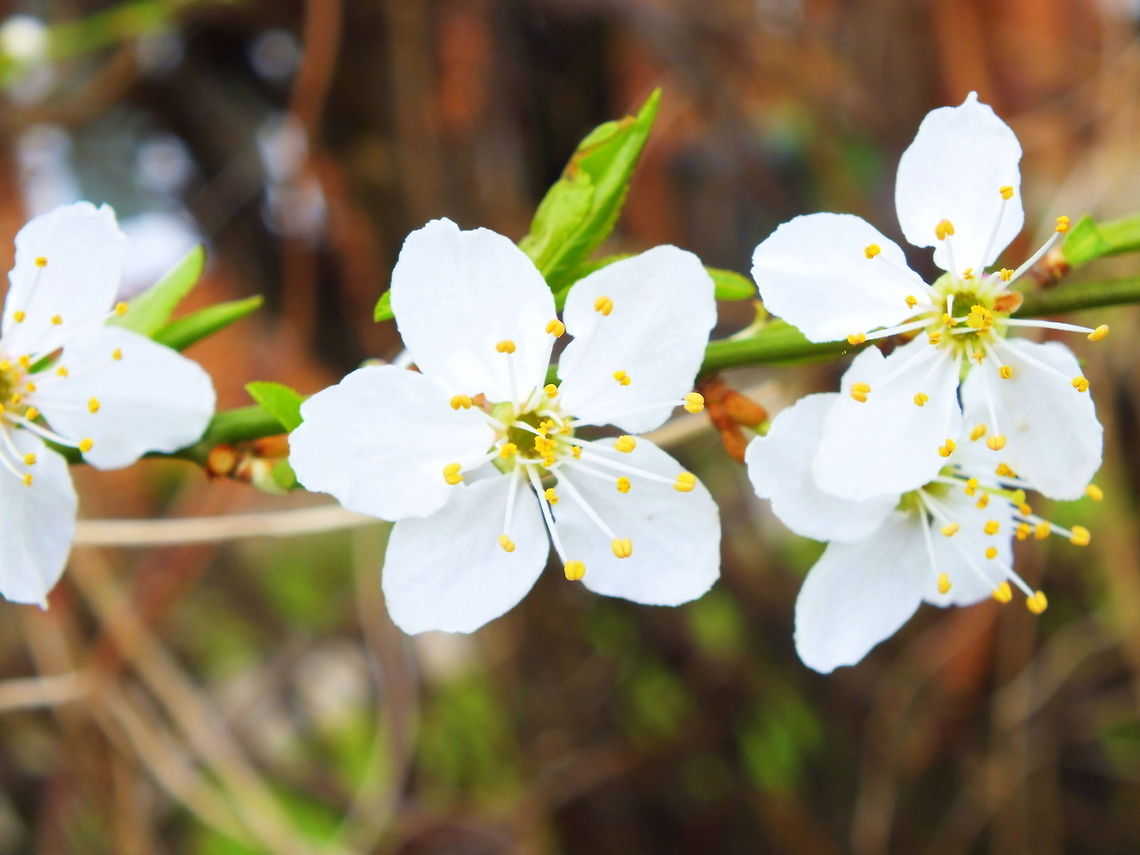 White Flowers