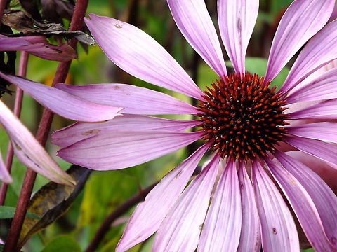 Pink Flower  Echinacea purpurea
