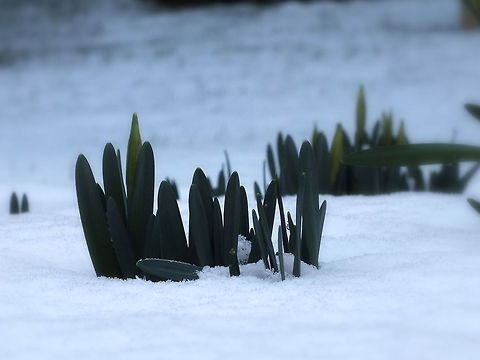 Snowy Growth  Lent lily,Narcissus pseudonarcissus,Snow