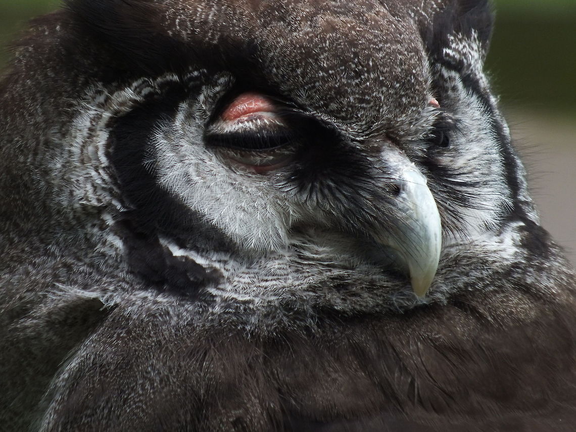 Having a Hoot  Geotagged,Summer,United Kingdom