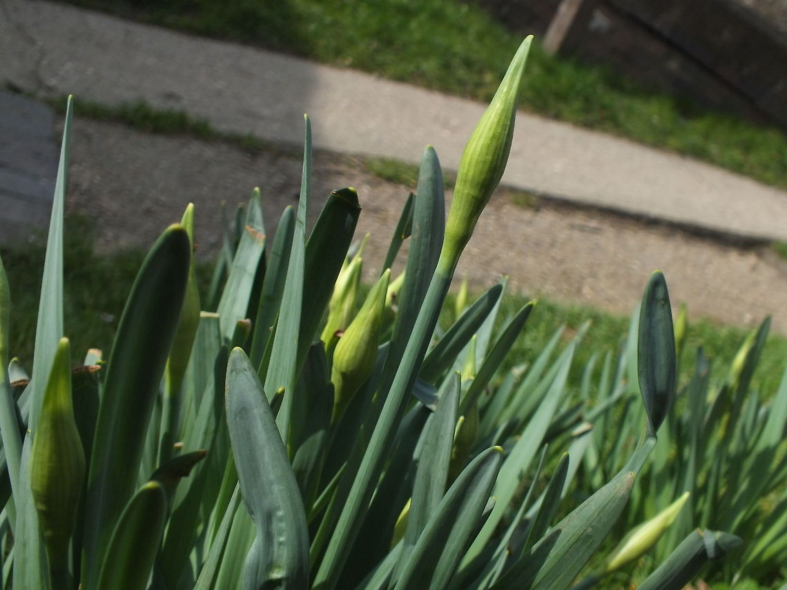First Buds of Spring  Lent lily,Narcissus pseudonarcissus