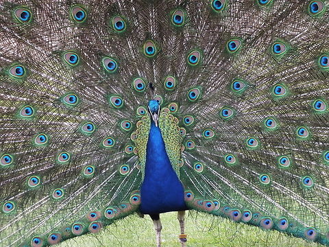A Thousand Blue Eyes  Indian peafowl,Pavo cristatus