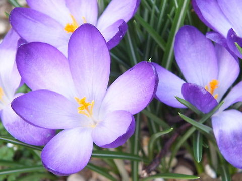 Purple Flowers