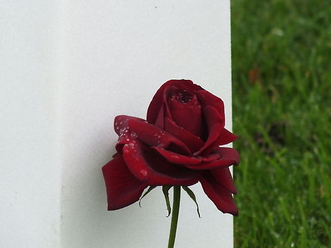 Dew Kissed Love
