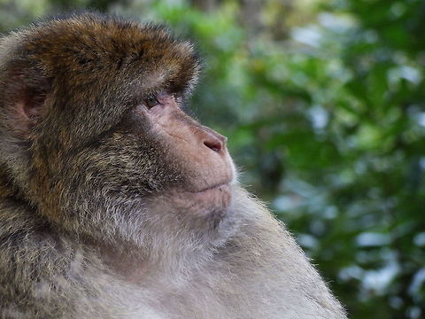 Thoughtful Consideration  Barbary Macaque,Macaca sylvanus
