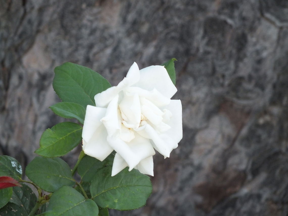 Purity