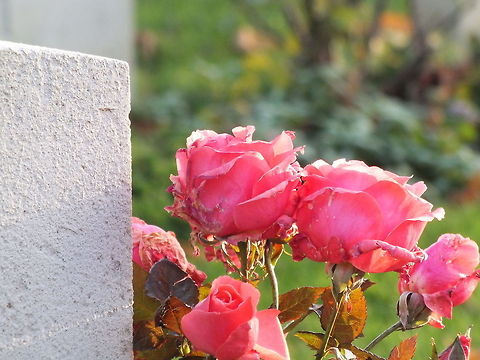 Wilting Love