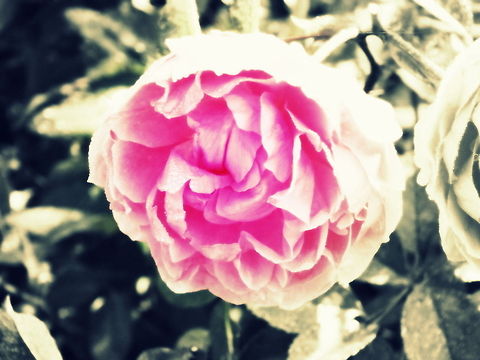 Lomo Rose  Newport
