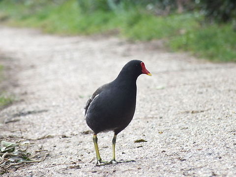River Chicken  Common Moorhen,Gallinula chloropus