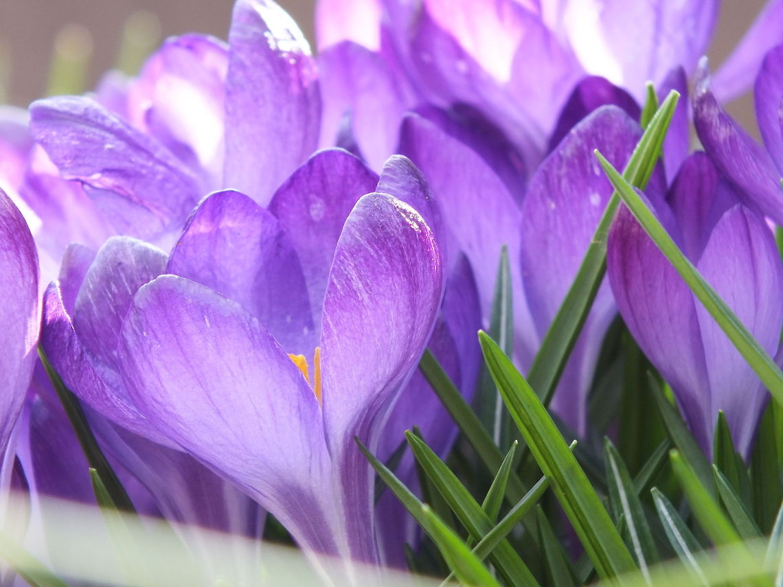 Purple Dew Cups