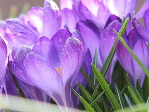 Purple Dew Cups