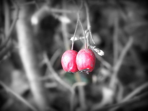 Winter Berries