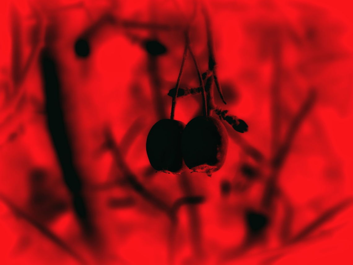 Winter Berries - Edit