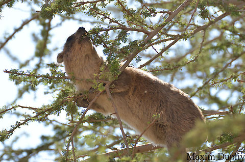 Procavia capensis  Procavia capensis,Rock hyrax