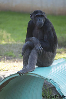 Boredom  Common chimpanzee,Pan troglodytes