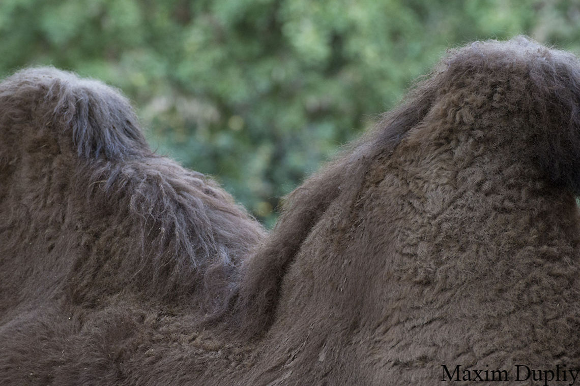 Chamel humps  Bactrian camel,Camelus bactrianus,Camelus dromedarius,Dromedary camel