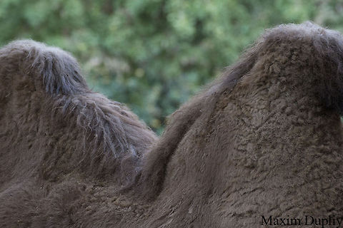 Chamel humps  Bactrian camel,Camelus bactrianus,Camelus dromedarius,Dromedary camel