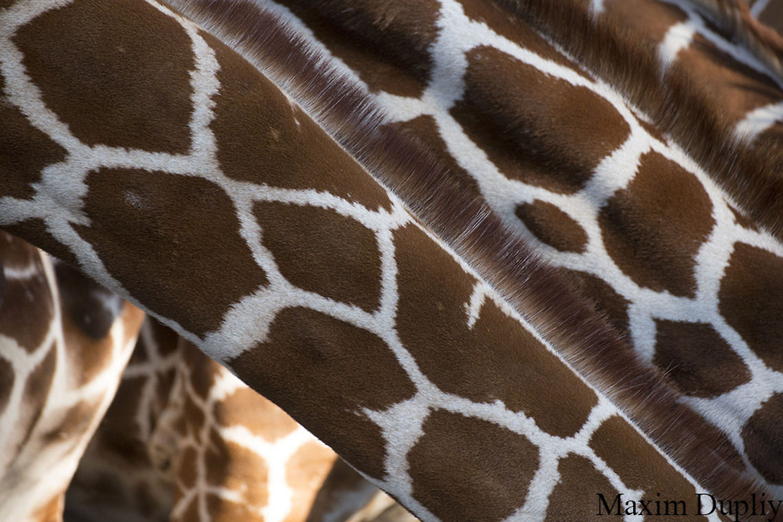 Giraffes  Giraffa camelopardalis,Giraffe