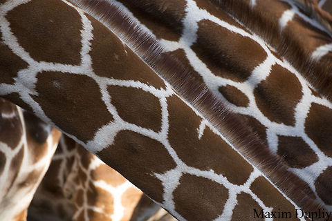 Giraffes  Giraffa camelopardalis,Giraffe