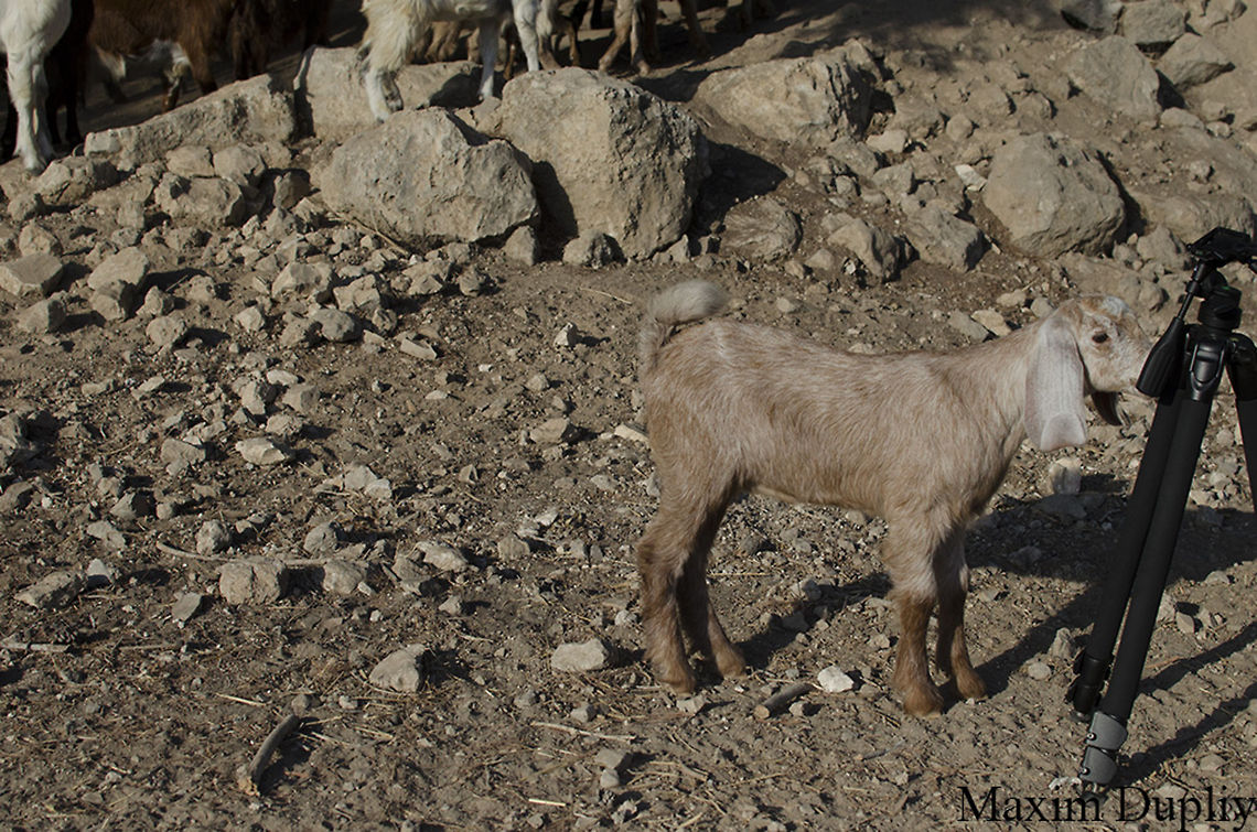Tripod sniffing  Capra aegagrus hircus,Domestic Goat