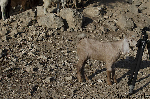 Tripod sniffing  Capra aegagrus hircus,Domestic Goat
