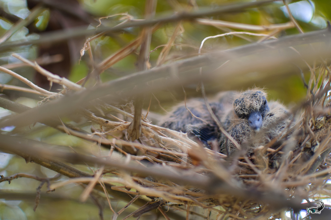 1252  Chalcophaps indica,Common emerald dove