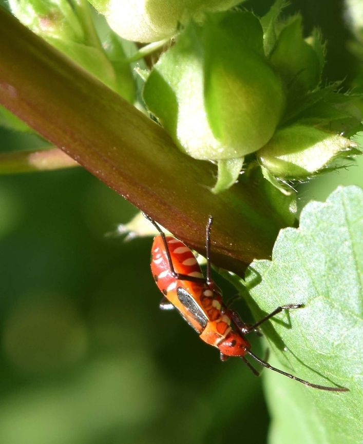 Colour makes the world beautifull THIS insect is  harmfull to the crops and also can cause big lose to cotton plants .. But their clourfull structure makes them beautiful enough to enjoy its beauty . <br />
   Unknown true bug reported from India . Dysdercus cingulatus,Geotagged,India,Red cotton bug,insect