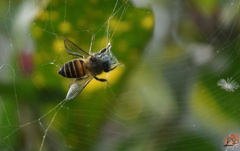 Helpless This insect may be a bee or same kind ... And it was captured in my garden  as it is in the pic.  Some small insects were disturbing him but he cant do anything....   Geotagged,Lasioglossum calceatum,Winter,hunting,insect,insecta