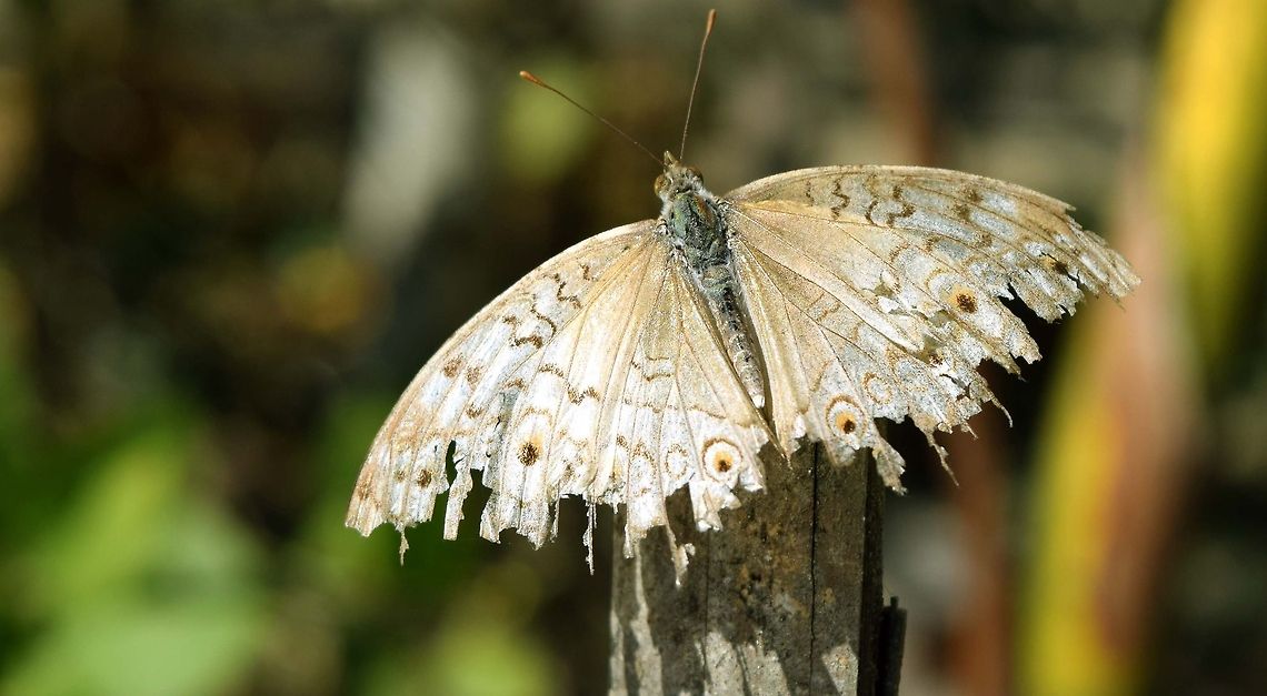 Hidden beauty Being human is not enough.. We must do what human does...!! :) Anartia jatrophae,Geotagged,White Peacock,butterfly,insect