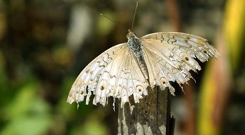 Hidden beauty Being human is not enough.. We must do what human does...!! :) Anartia jatrophae,Geotagged,White Peacock,butterfly,insect