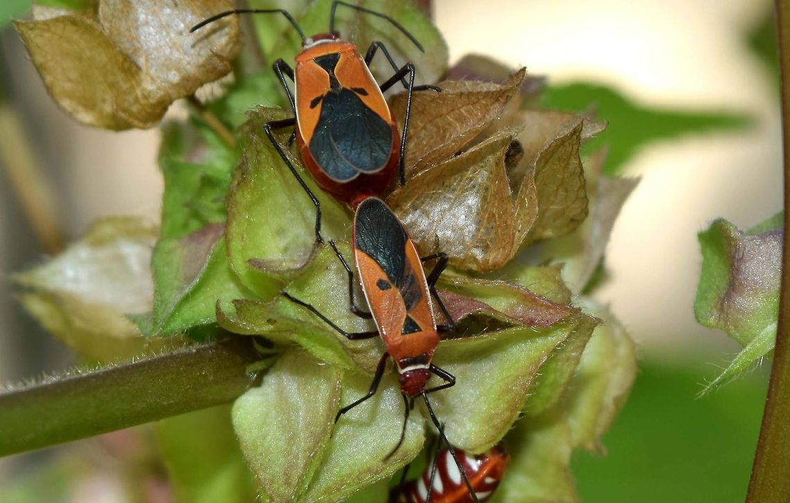Cotton stainers The unknown immature true bugs from India are adults of &ldquo;cotton stainers&rdquo; in the genus Dysdercus, family Pyrrhocoridae. Dysdercus cingulatus,Geotagged,India,Red cotton bug,cotton stainer,insect