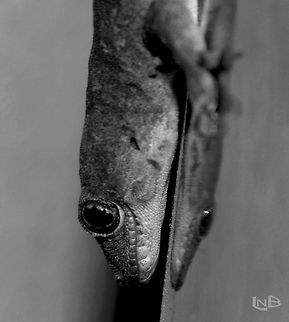 Hunter in your room This lizard is on a steal pipe showing its reflection image in it ...!!! Geotagged,India,Lizard,Winter