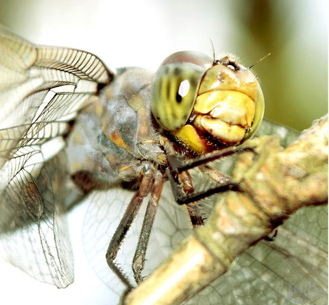 Dragonfly Captured   in my garden :)  animalia,anisoptera,arthropoda,dragonfly,insecta,libellulidae,odonata