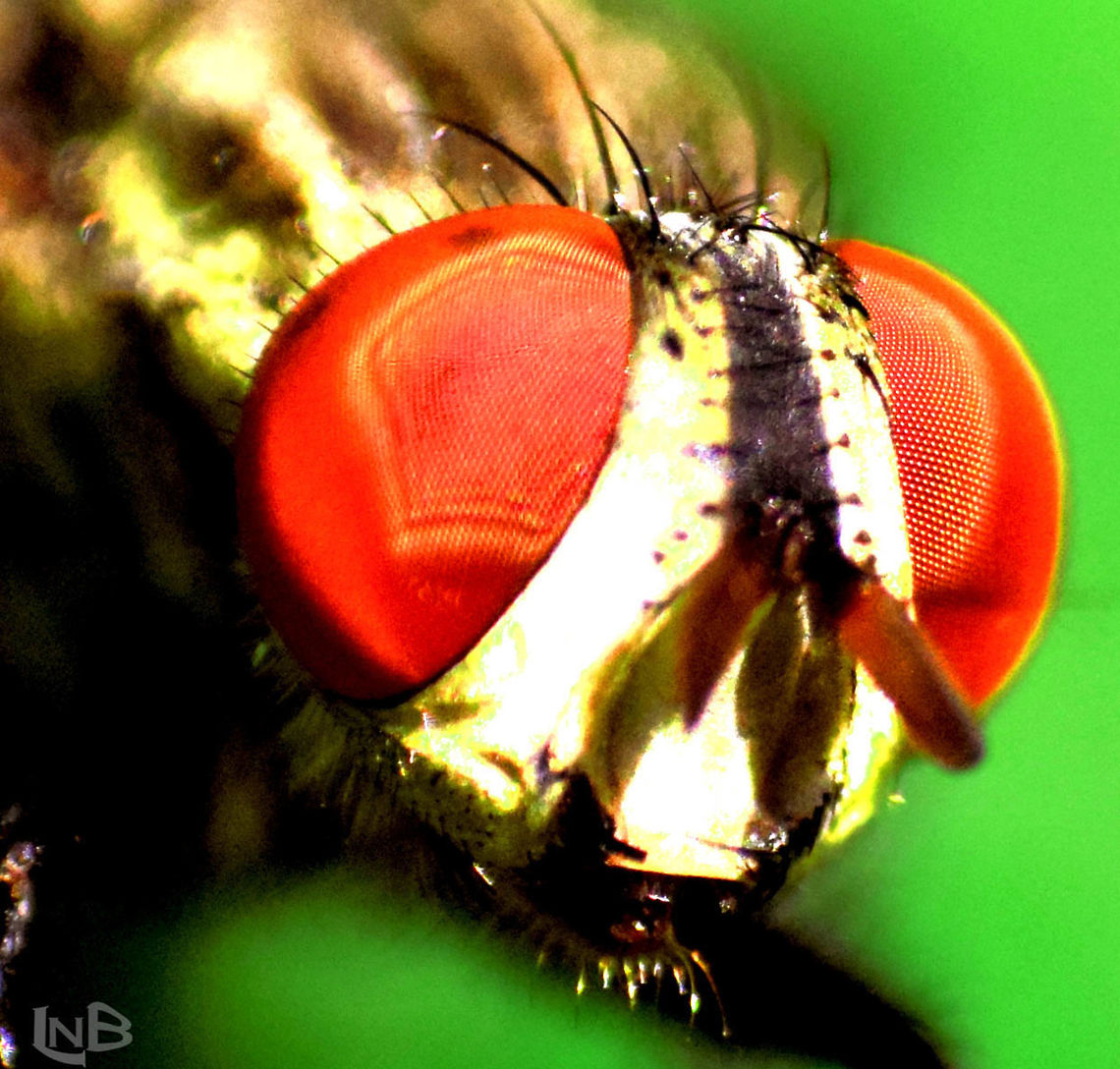 close up shot Captured this housefly in a leaf surface  :) Housefly,Musca domestica,housefly