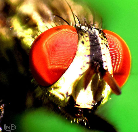 close up shot Captured this housefly in a leaf surface  :) Housefly,Musca domestica,housefly