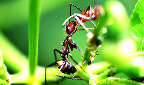 Sharing food Captured in my garden . local ant species of India . ant