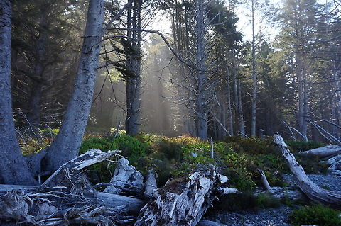 Silver Lining The drift wood strewn coast of upper Washington state. Geotagged,United States