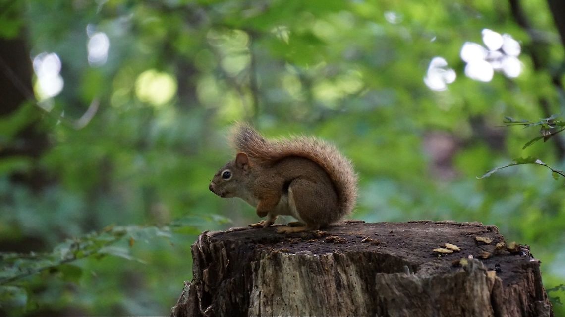 Suspicious squirrel Wildlife photography is not my specialty so I am unclear on the exact species, but it looks to me like the common grey squirrel. I shot this on my sony a6 with a 55-210mm zoom lens shortly after a magnificent bird of prey flew past me only feet from my face. In hindsight this may explain why the squirrel looked so nervous... American red squirrel,Eastern gray squirrel,Forest,Marsh,Saimiri sciureus,Squirrel,Tamiasciurus hudsonicus,United States,Wildlife Animals,Zoom,wildlife,wildlife sanctuary