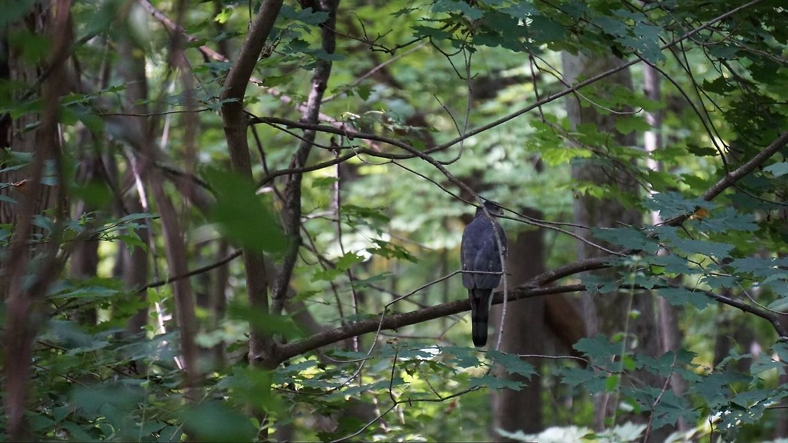 A magnificent flying beast This was taken on my sony a6 with my 55-210mm zoom lens.  This guy flew right past my head and landed on a branch.  It was absolutely and entirely amazing and unexpected and unfortunately this was as close as I could get to the majestic beast. Accipiter gentilis,Bird of prey,Birds,Birds of Prey,Fall,Geotagged,Northern Goshawk,United States,Wildlife Animals,goshawk,sony,wildlife