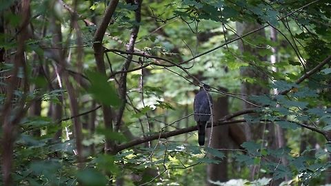 A magnificent flying beast This was taken on my sony a6 with my 55-210mm zoom lens.  This guy flew right past my head and landed on a branch.  It was absolutely and entirely amazing and unexpected and unfortunately this was as close as I could get to the majestic beast. Accipiter gentilis,Bird of prey,Birds,Birds of Prey,Fall,Geotagged,Northern Goshawk,United States,Wildlife Animals,goshawk,sony,wildlife