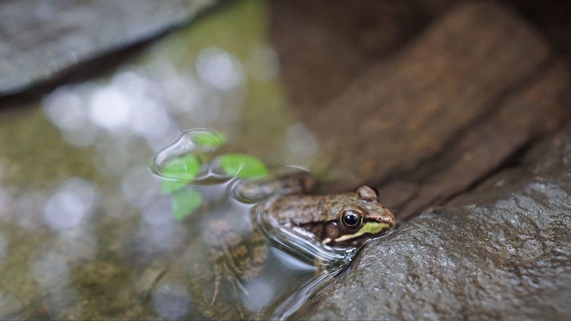 Northern Green Frog Found loads of these cute little guys in Broadmeadow Brook Wildlife Sanctuary. It had just down poured earlier that day and the Brook had broken it&#039;s banks. Image taken with sony a6 and 24mm f/1.4 lens. Fall,Forest,Geotagged,Lithobates clamitans melanota,Marsh,Nature&wildlife,Northern Green Frog,Northern green frog,Rana clamitans melanota,United States,Wildlife Animals,flood,frog,nature,sony,wildlife