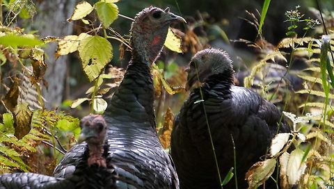 Wild Turkeys I was walking along the path when I noticed this large group of wild turkeys (I only got 3 out of 6 in this shot) foraging by the brook.  They were completely unafraid and I was able to hang out with them for a good ten minutes before they decided to go elsewhere.  Shot on my sony a6 with the 55-210mm zoom lens. Fall,Forest,Geotagged,Meleagris gallopavo,Summer,United States,Wild Turkey,Wild turkey,Zoom,autumn,beautiful,foraging,seasonal,sony,wildlife