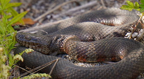 Northern Water Snake Found this guy beside me on a marsh trail and lucky for me he didn't immediately run.  Really cool snake with some interesting patterns in its scales. Geotagged,Marsh,Nerodia sipedon,Northern Water Snake,Northern water snake,Summer,United States,United States of America,scales,wildlife,wildlife sanctuary