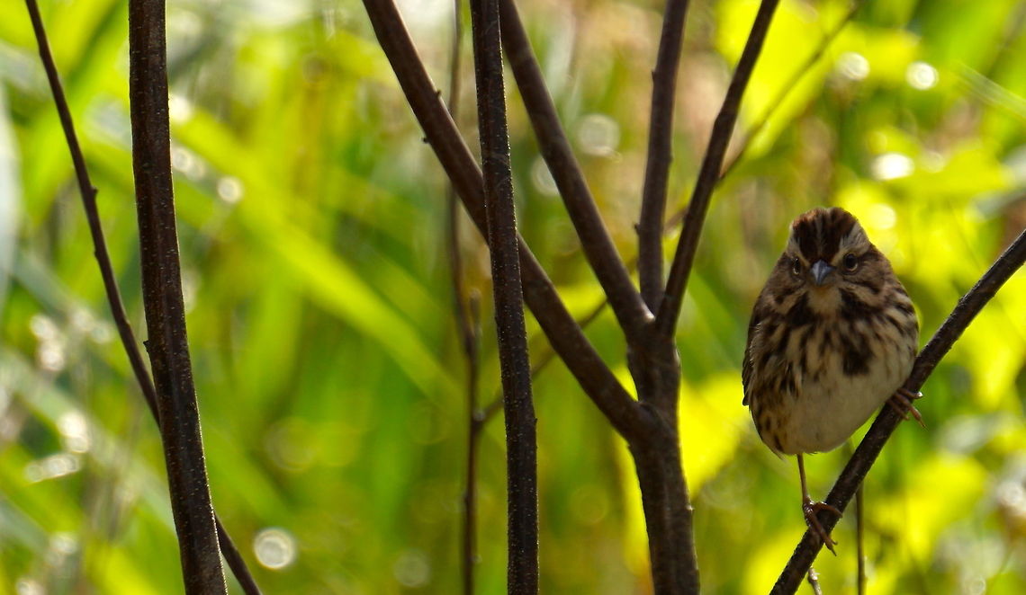 Young Chipping Sparrow So angry...So pudgy...So adorable! <br />
<br />
Shot on sony a6 mirrorless camera with 55-210mm zoom lens Birds,Chipping Sparrow,Fall,Geotagged,Marsh,Pond,Spizella passerina,Summer,United States,autumn,markings,songbird,sony,young