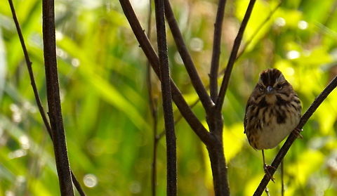 Young Chipping Sparrow So angry...So pudgy...So adorable! 

Shot on sony a6 mirrorless camera with 55-210mm zoom lens Birds,Chipping Sparrow,Fall,Geotagged,Marsh,Pond,Spizella passerina,Summer,United States,autumn,markings,songbird,sony,young