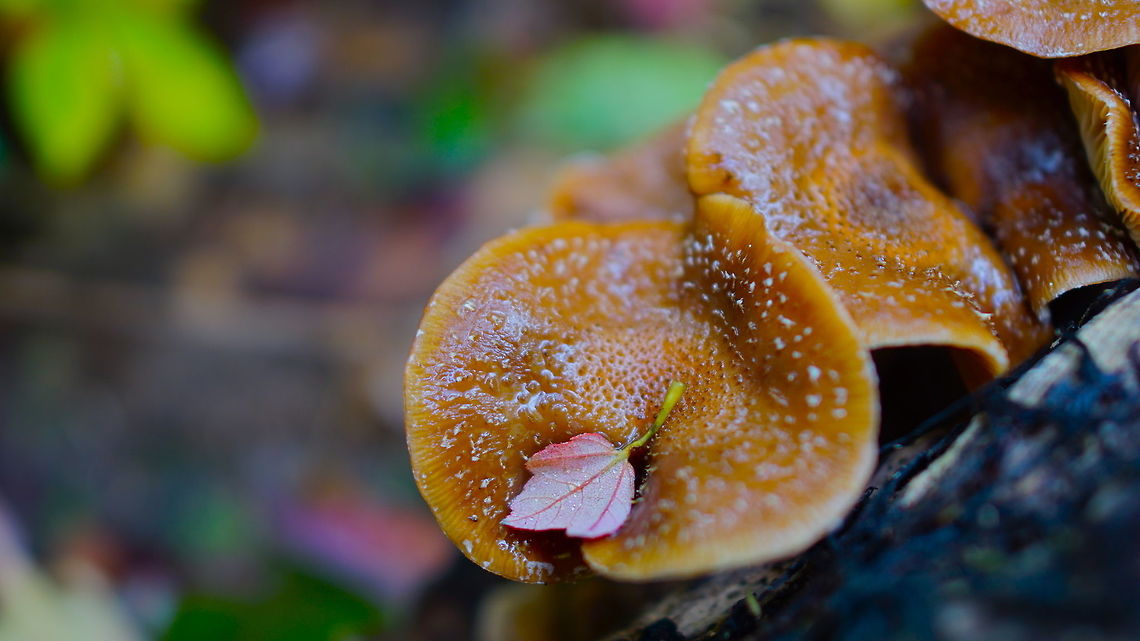 Species unknown Beautiful patch of fungus after a light rain. Shot on sony a6 Fungus,Geotagged,Marsh,Mass Audubon,Summer,United States,Woods,colorful,damp,fungi,gilled,gilled fungus,humid,log,maple,maple leaf,mushroom,new england,new england fungus,rain