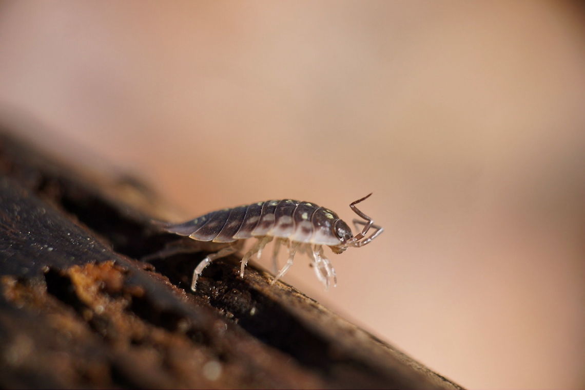 Roly Poly Bug (Armadillidium Vulgare) It&#039;s roly AND poly! Forest,Geotagged,Macro,Mass Audubon,Oniscus asellus,Pill Woodlouse,United States,United States of America,Woods,animals,crustaceans,macro garden,wildlife