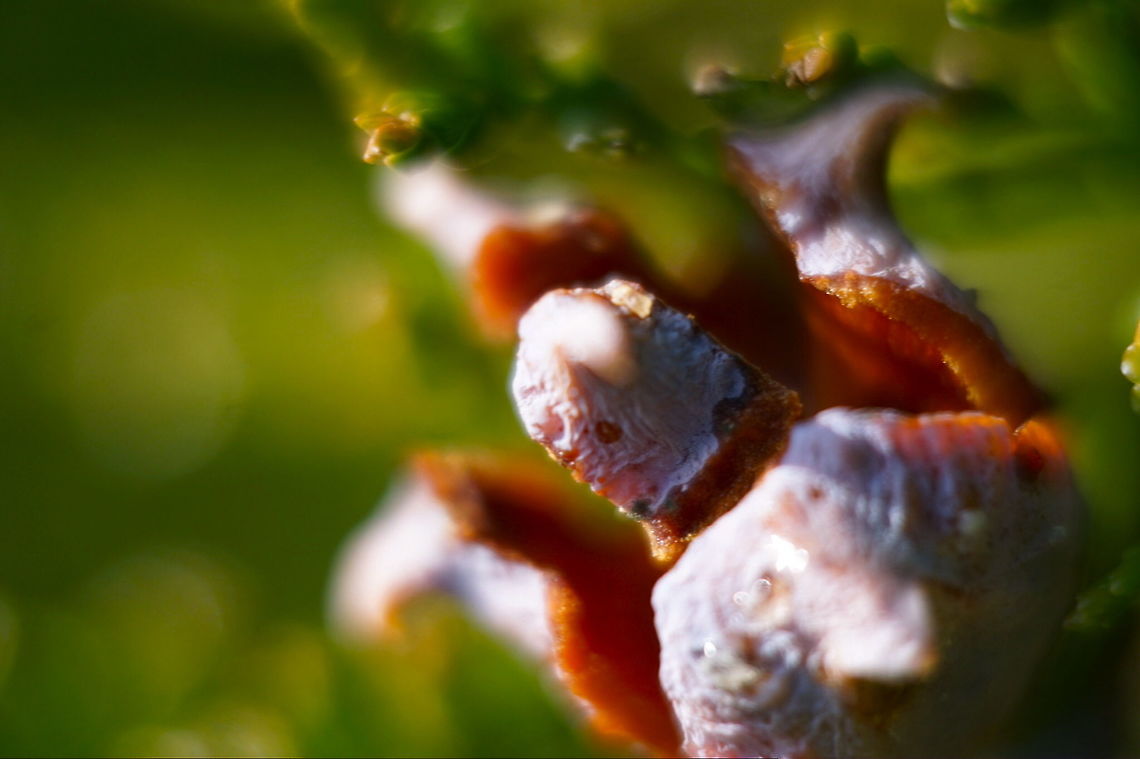 Juniper Shrub Cone This is a tiny cone on an old Juniper tree just outside my apartment under 10x magnification.  I've been playing around with an Opteka macro lens attachment I purchased recently and I couldn't be happier with the results! I'm quickly falling in love with macro photography. Conifer,Fall,Geotagged,Juniperus virginiana,Macro,Macro Garden,Plants,United States,United States of America,nature,plant,shrubs,sony
