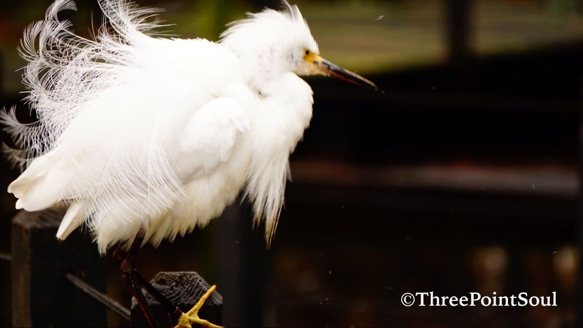 Puffy Egret This Snowy Egret got a little explody showing off is beautiful plumage at Brookgreen Gardens in South Carolina. Though these animals are not wild, Brookgreen Gardens is a great place to see some indigenous species in a (semi) natural habitat. Aviary,Birds,Egret,Egretta thula,Geotagged,Snowy Egret,United States,Water Birds,avian,plumage,south carolina